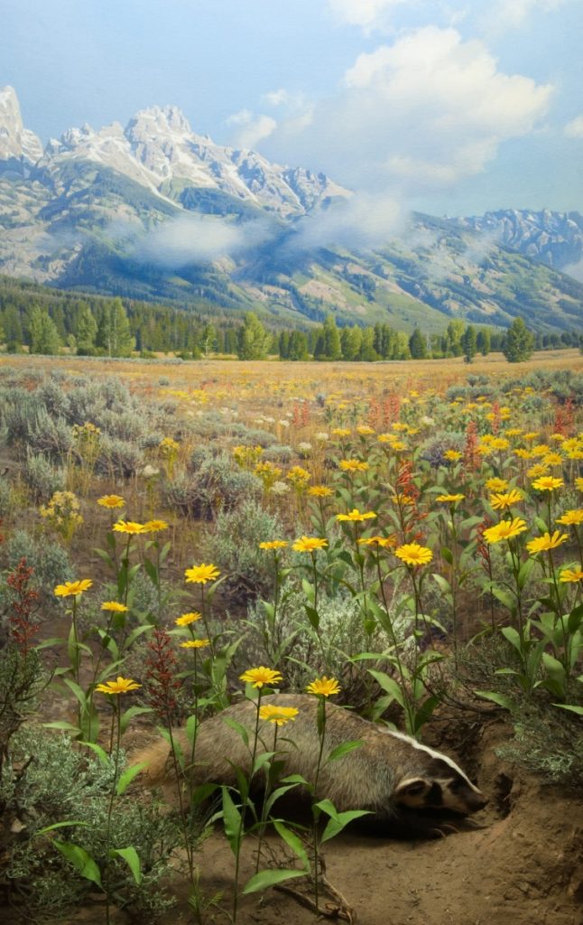 This diorama depicts a badger in Jackson Hole, Wyoming that has just discovered a fresh target: the burrow entrance of a Wyoming ground squirrel. Badgers will dig furiously to excavate underground prey and their own dens. They can quickly tunnel themselves out of sight using powerful forelimbs and long claws. When attacked themselves—cougars and eagles will try—badgers fight back with ferocity!